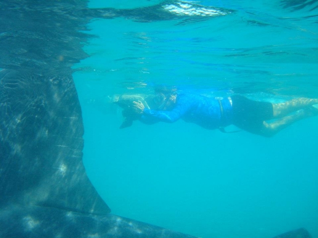 Nado con el tiburon ballena